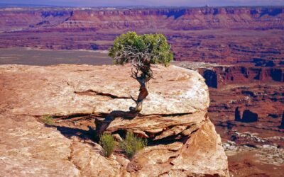 The Road to the Juniper Tree